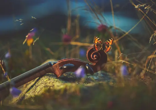 Konseptbilde for Valdres Sommersymfoni som viser en del av en fele i naturen, med en sommerfugl