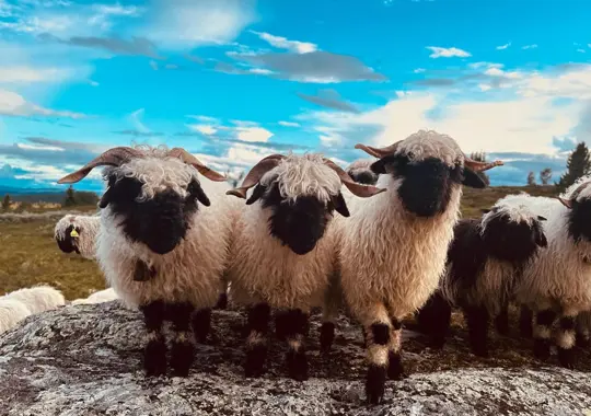 valais blacknose sau fra garden oppheim.jpg