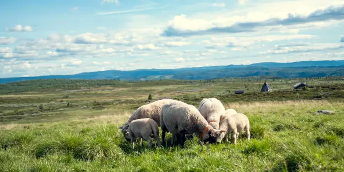 Naturbilde med sauer fra Garden Oppheim.jpg